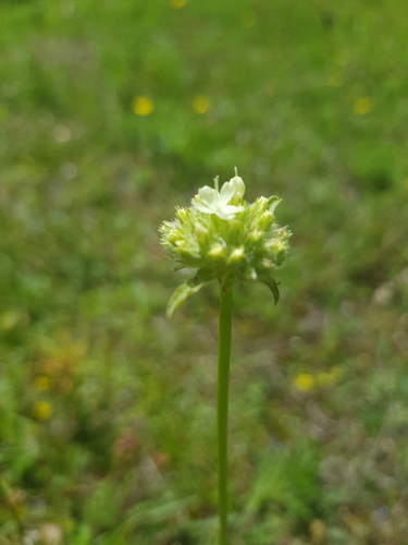 Saponaria bellidifolia, photograph 3