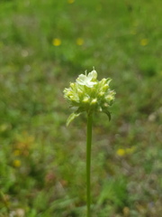 Saponaria bellidifolia, photograph (c) Bastien Alegot, some rights reserved (CC BY)