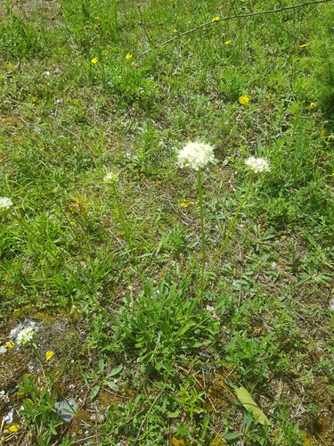 Saponaria bellidifolia, photograph 5