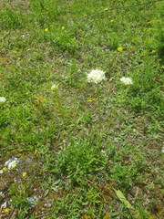 Saponaria bellidifolia, photograph (c) Bastien Alegot, some rights reserved (CC BY)