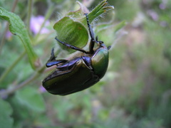 Protaetia cuprea cuprea
