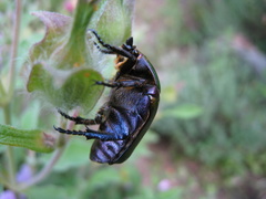 Protaetia cuprea cuprea