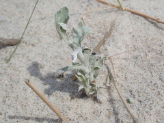 Artemisia stelleriana
