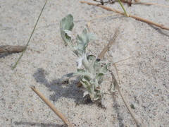 Artemisia stelleriana