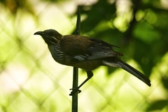 Philemon diemenensis