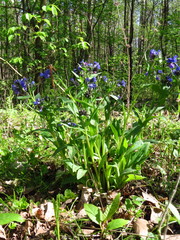 Pulmonaria angustifolia