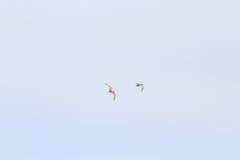 Sterna hirundo hirundo