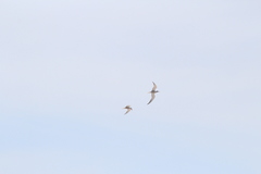 Sterna hirundo hirundo