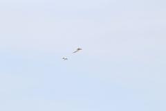 Sterna hirundo hirundo