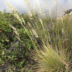 Calamagrostis ophitidis
