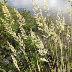 Calamagrostis ophitidis