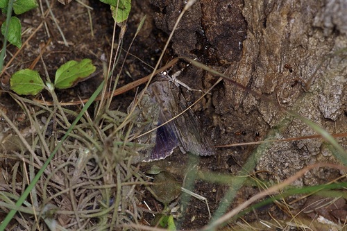 Agrippina Underwing photo 3
