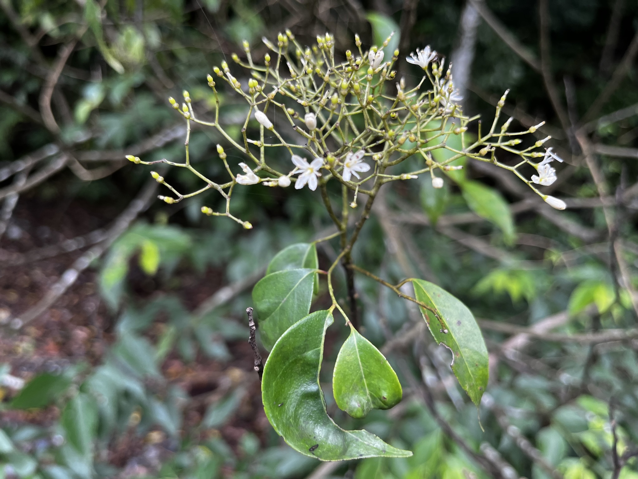 Bergera euchrestifolia