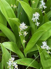 Three-leaved Solomon's seal (Maianthemum trifolium)