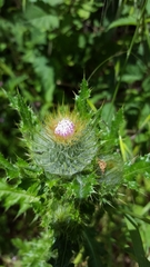 Cirsium brevistylum