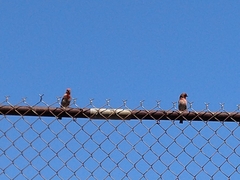 Haemorhous mexicanus