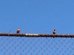 Haemorhous mexicanus