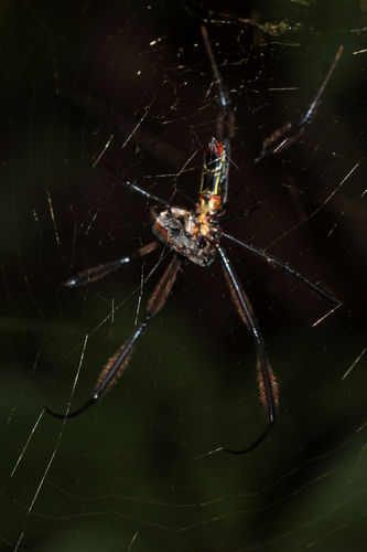 Hairy Golden Orb-weaving Spider