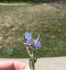 Mertensia lanceolata