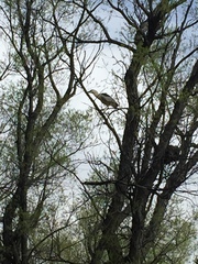 Nycticorax nycticorax