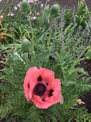 Papaver × pseudo-orientale