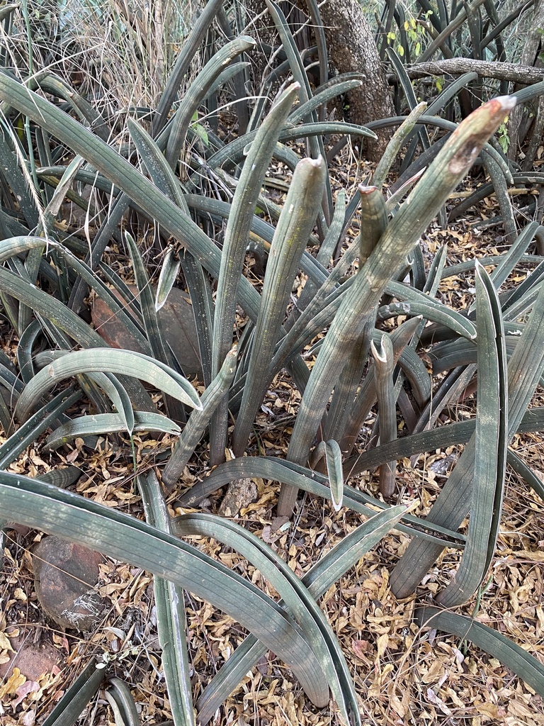 Sansevieria hallii  iNaturalist
