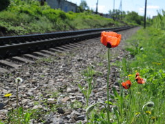 Papaver dubium stevenianum