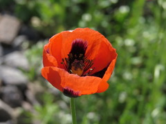 Papaver dubium stevenianum