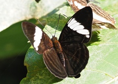 Adelpha epione