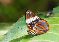 Adelpha epione