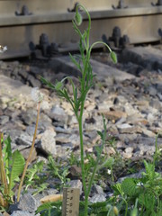 Papaver dubium stevenianum