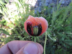 Papaver dubium stevenianum