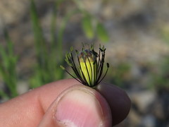 Papaver dubium stevenianum