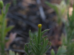 Papaver dubium stevenianum