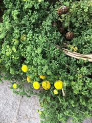 Oncosiphon sabulosus