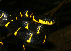 Boiga melanota