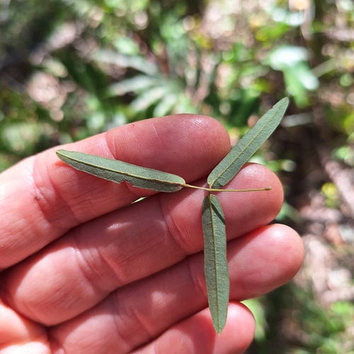 Image of Galactia tenuiflora by (c) Greg Tasney, some rights reserved (CC BY-SA)