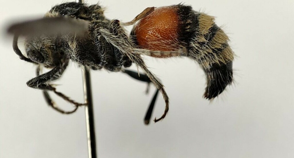 Trogaspidia fedtschenkoi