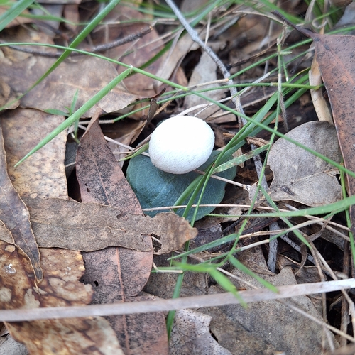 Image of Corybas barbarae by (c) Greg Tasney, some rights reserved (CC BY-SA)