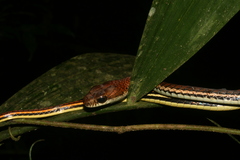 Dendrelaphis caudolineatus