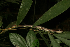 Dendrelaphis caudolineatus