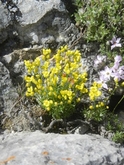 Draba incerta
