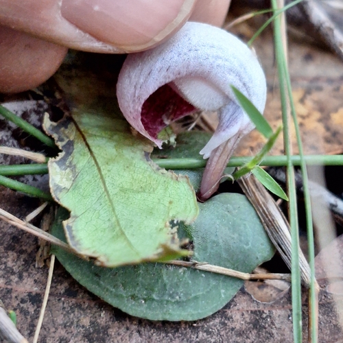 Image of Corybas barbarae by (c) Greg Tasney, some rights reserved (CC BY-SA)