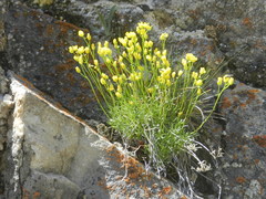 Draba incerta