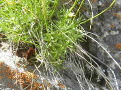 Draba incerta