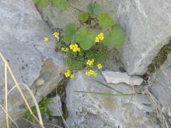 Draba incerta