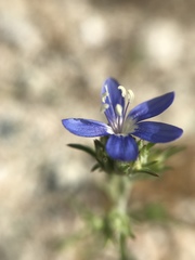 Eriastrum sapphirinum