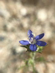 Eriastrum sapphirinum