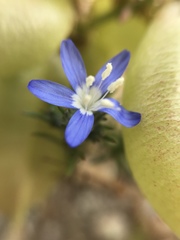 Eriastrum sapphirinum
