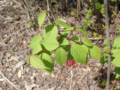 Viburnum wrightii